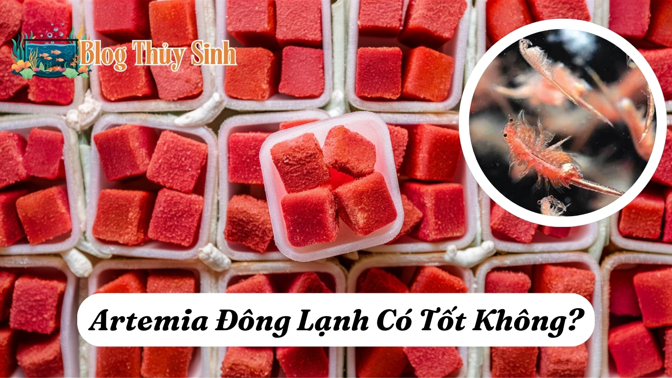 Cách Sử Dụng Artemia Đông Lạnh