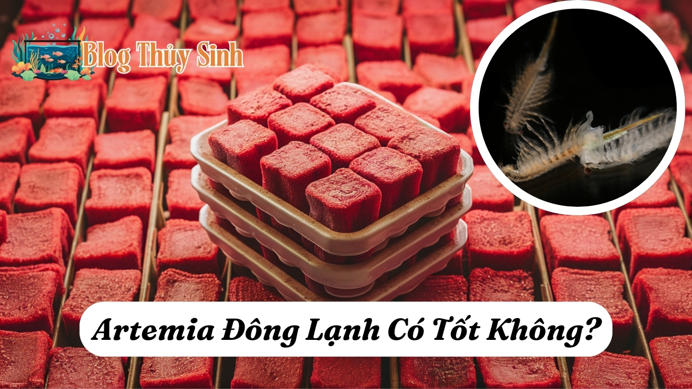 Artemia Đông Lạnh Có Tốt Không?